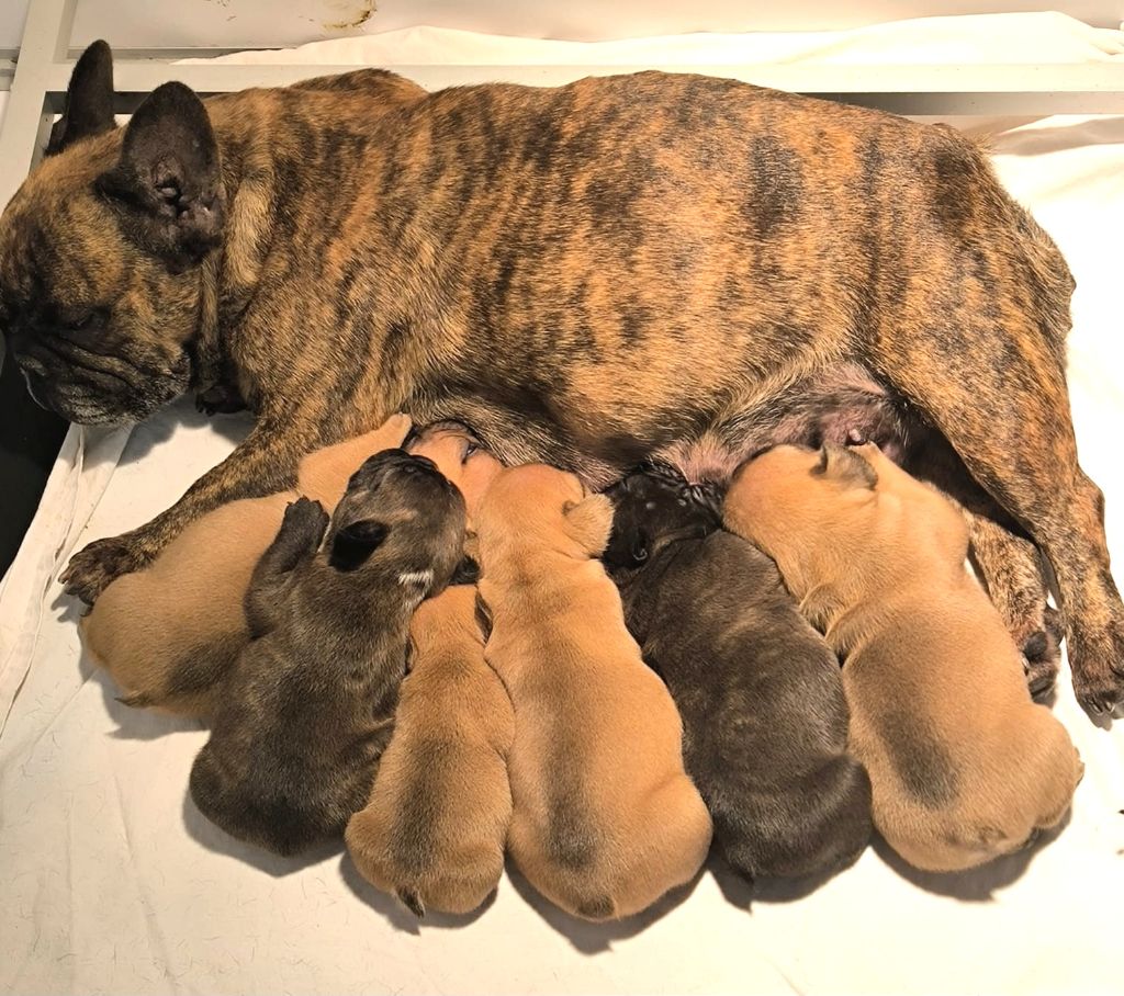 Antoine Santacroce - Bouledogue français - Portée née le 11/09/2025