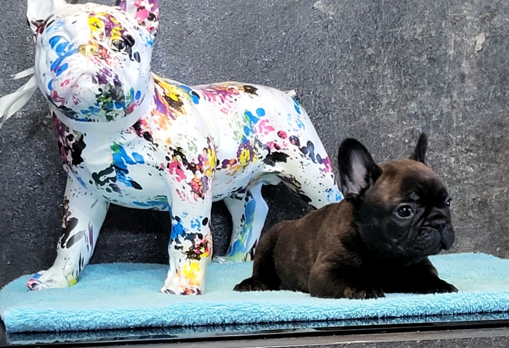 Antoine Santacroce - Chiots disponibles - Bouledogue français