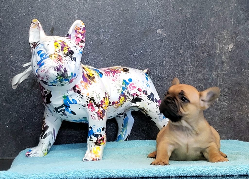Antoine Santacroce - Chiots disponibles - Bouledogue français