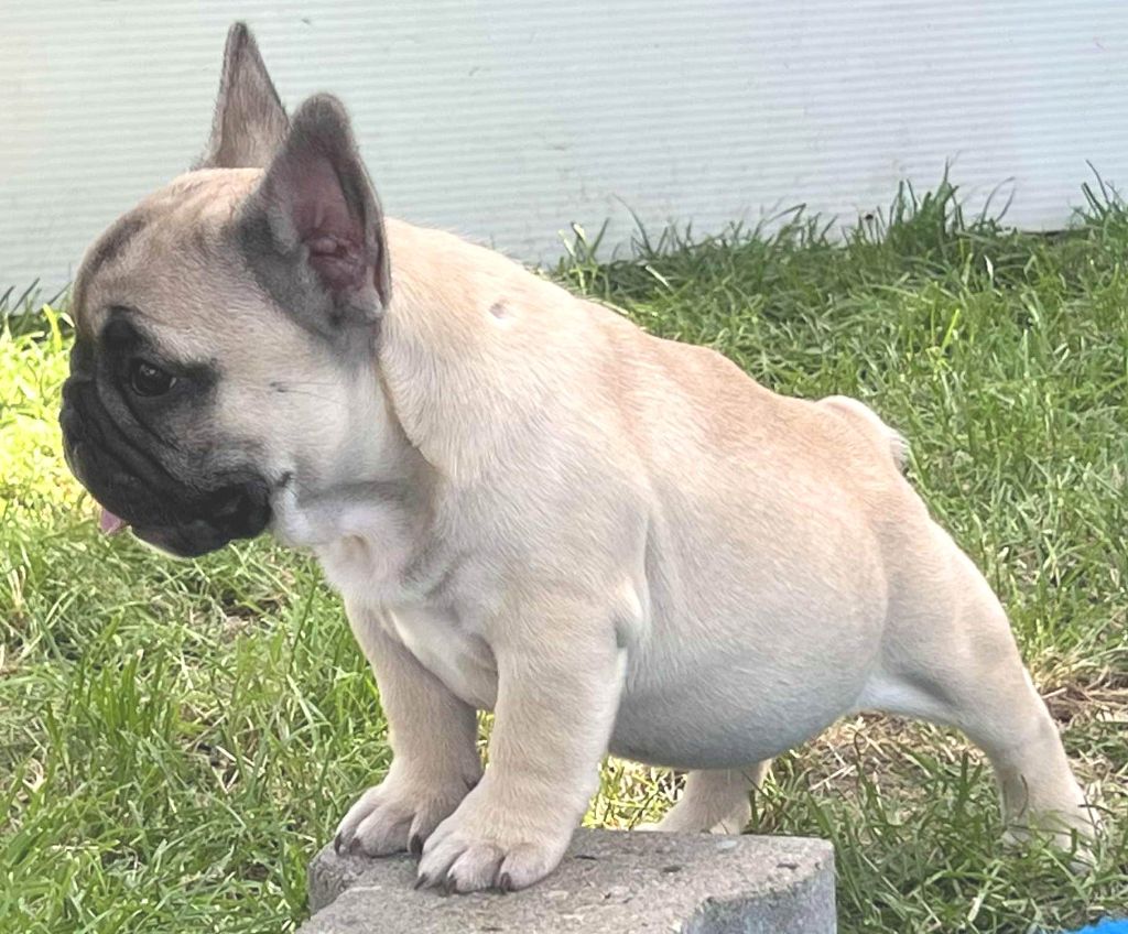 Antoine Santacroce - Chiots disponibles - Bouledogue français