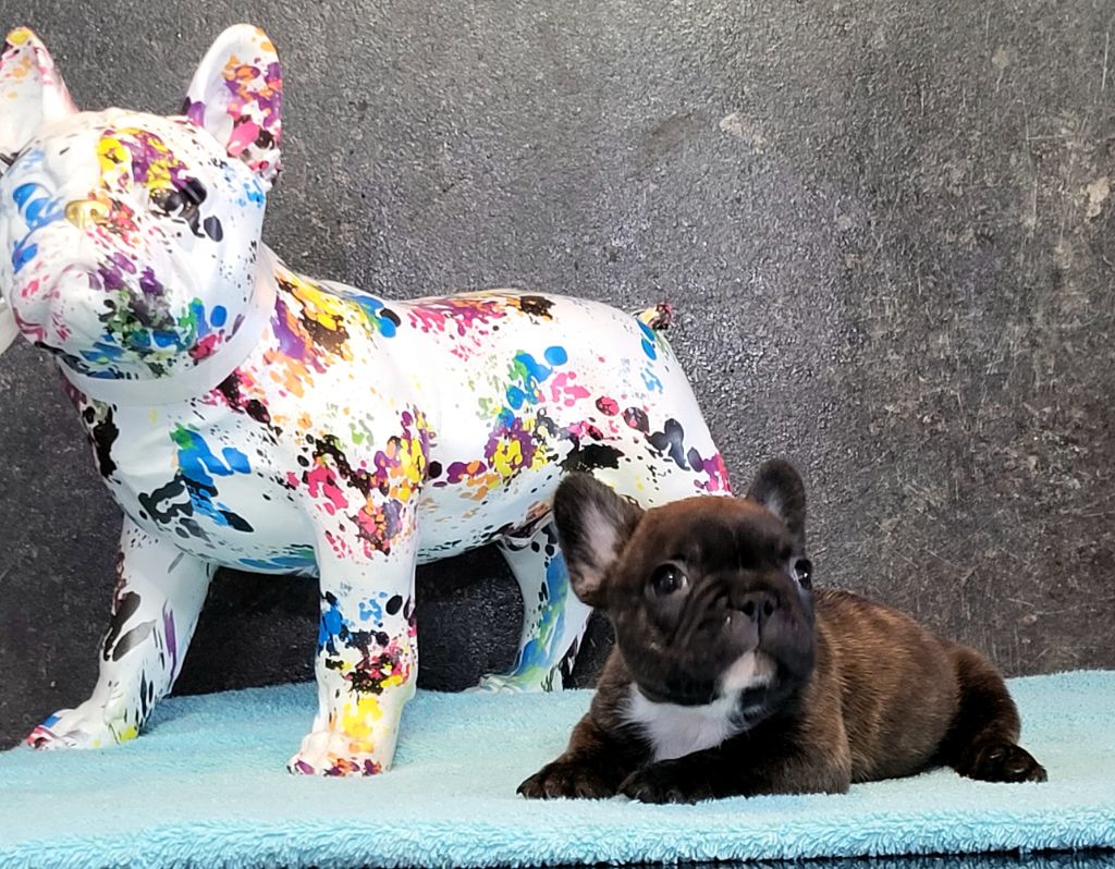 Antoine Santacroce - Chiots disponibles - Bouledogue français
