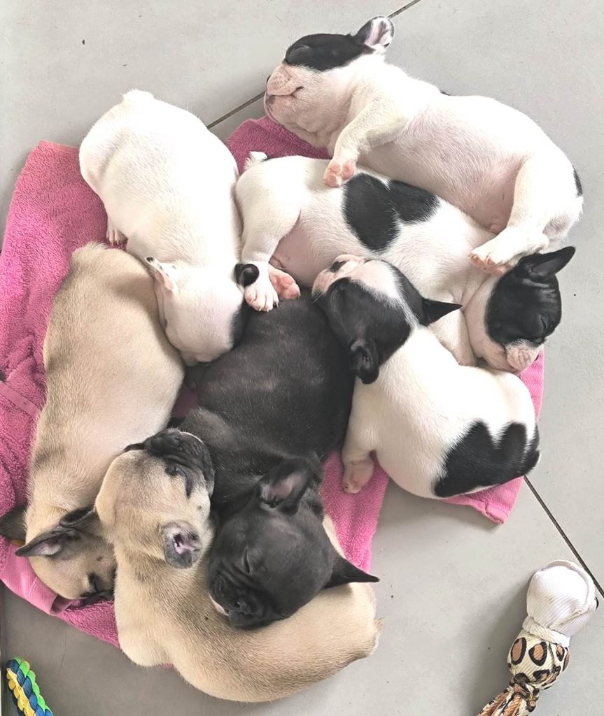 Chiot Bouledogue français Antoine Santacroce