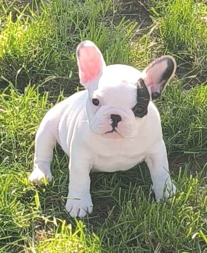 Antoine Santacroce - Chiots disponibles - Bouledogue français