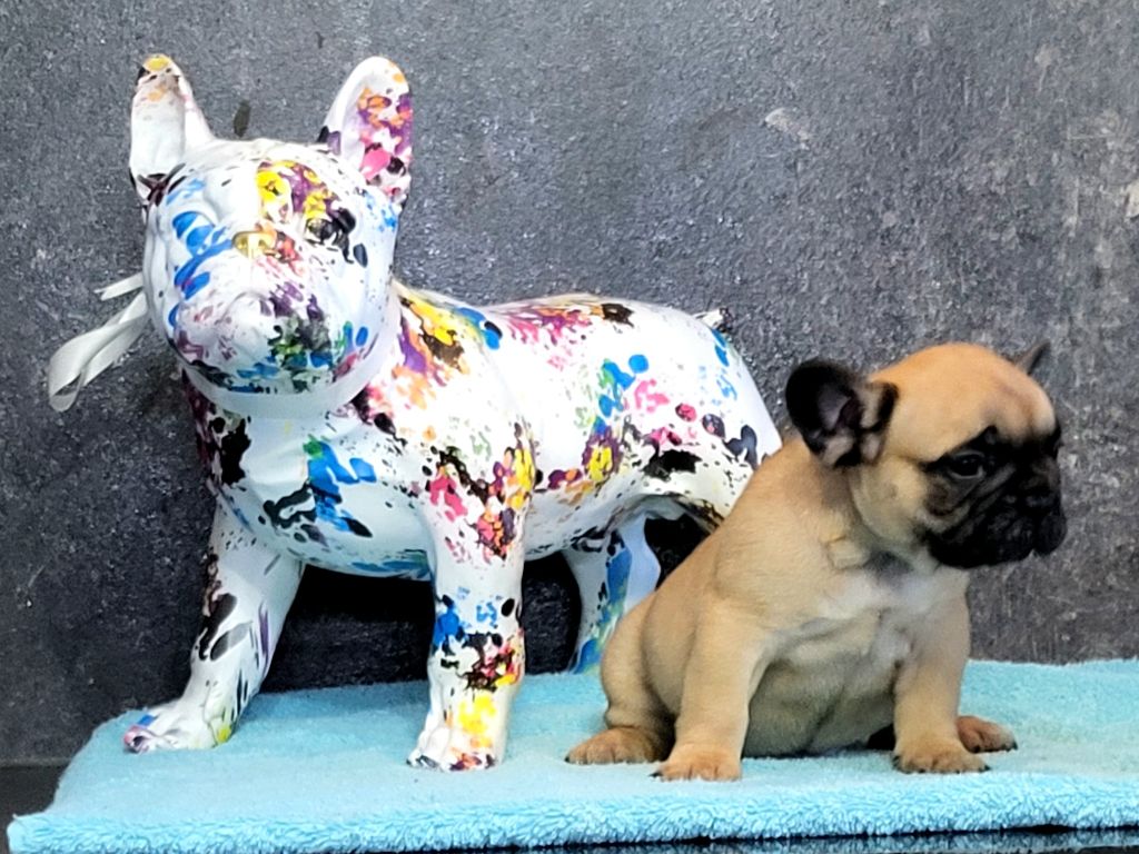 Antoine Santacroce - Chiots disponibles - Bouledogue français