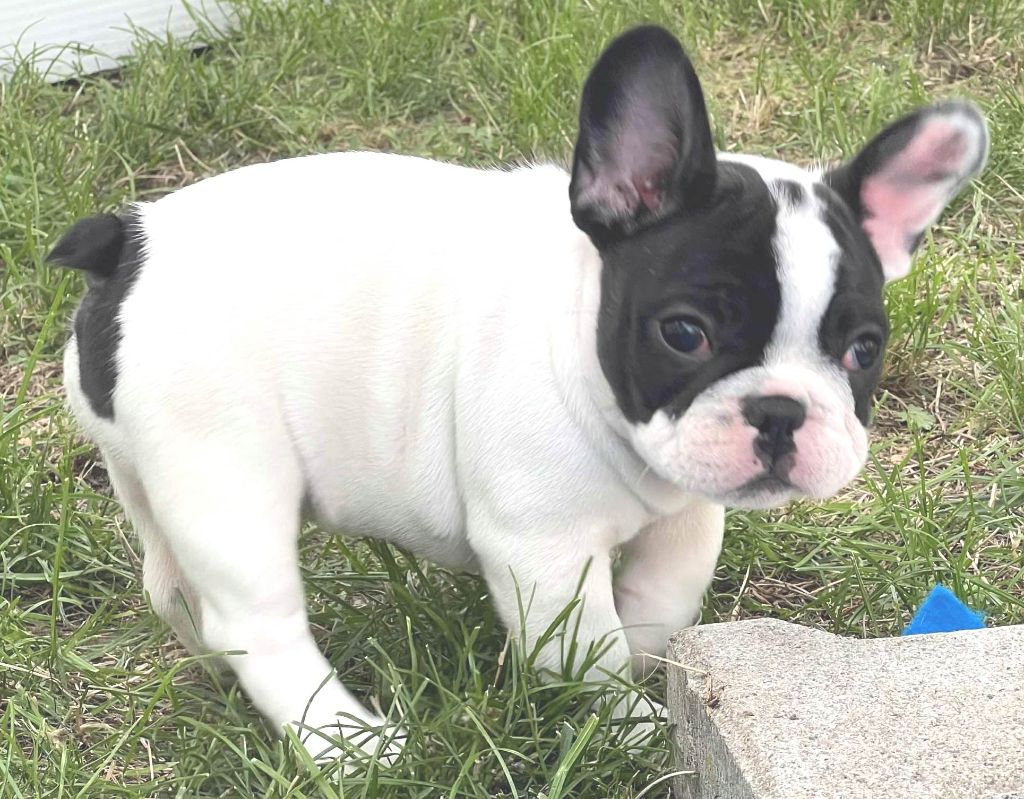 Antoine Santacroce - Chiots disponibles - Bouledogue français