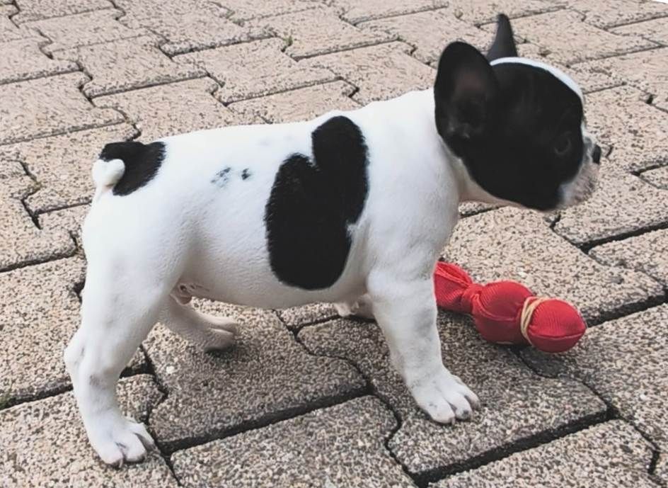 Antoine Santacroce - Chiots disponibles - Bouledogue français